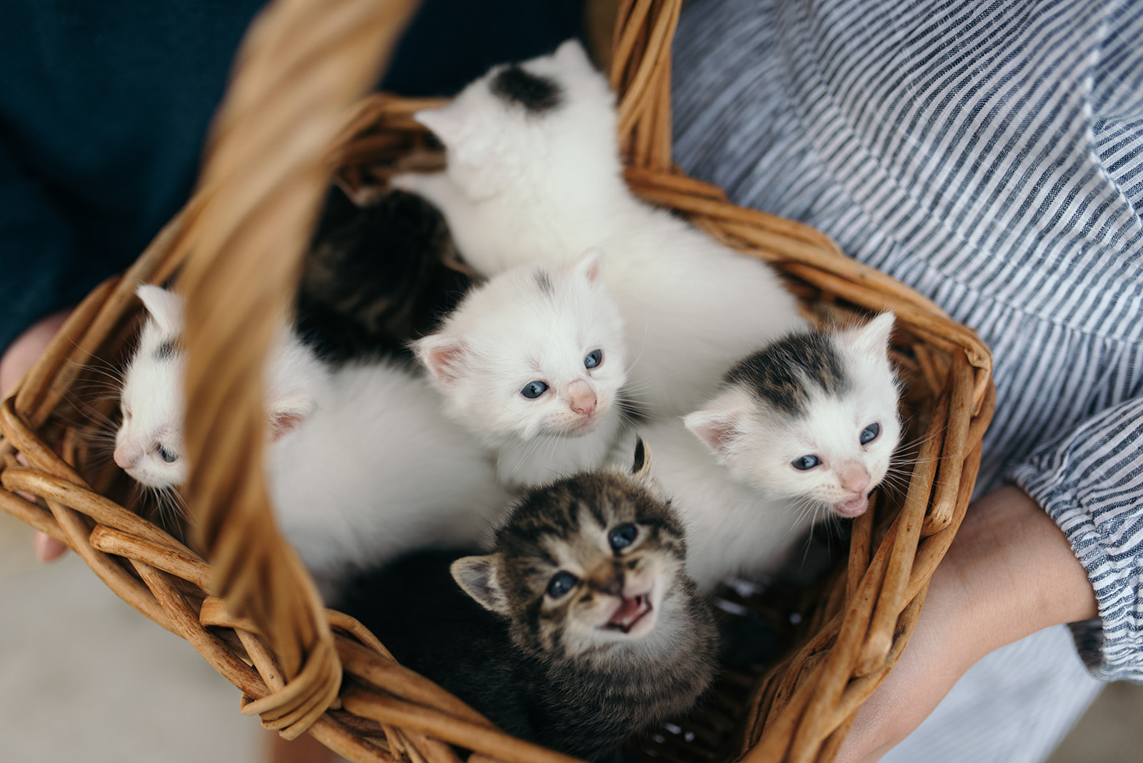 basket of kittens wellman iowa engagement session