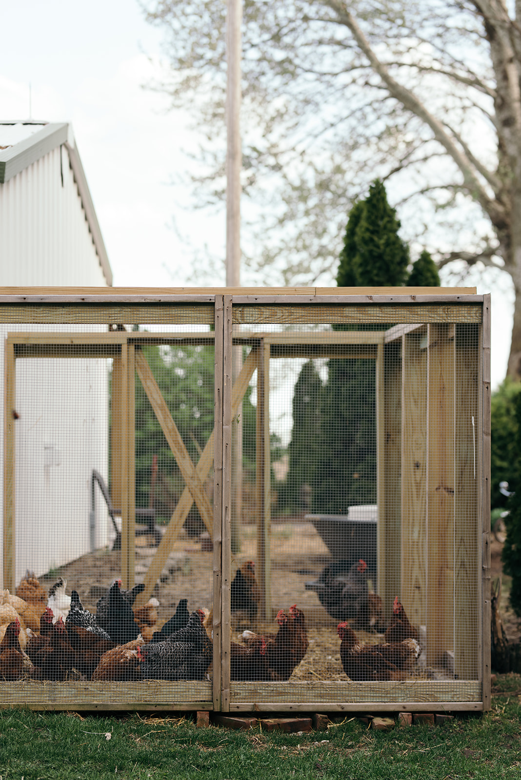 chicken-coop-wellman-iowa