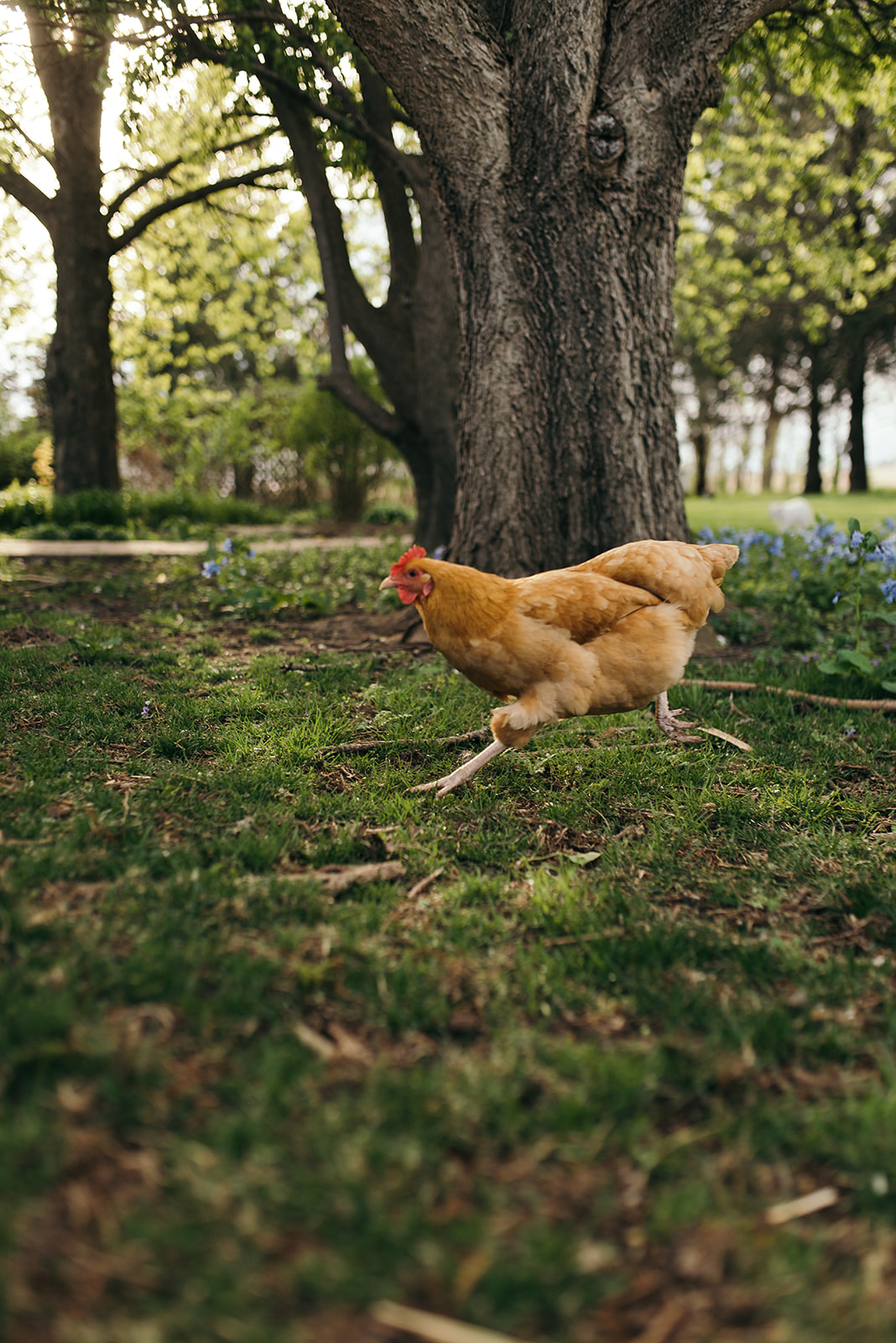 Running chicken at wellman iowa engagement session