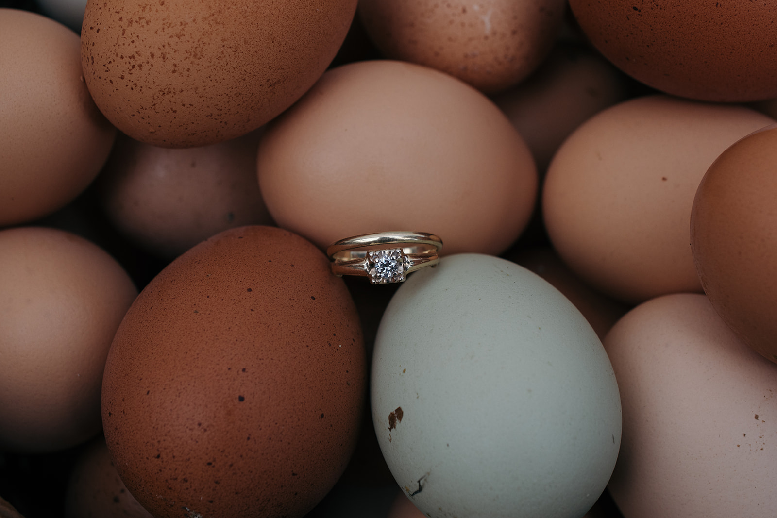 engagement-ring-sitting-on-chicken-eggs-wellman-iowa