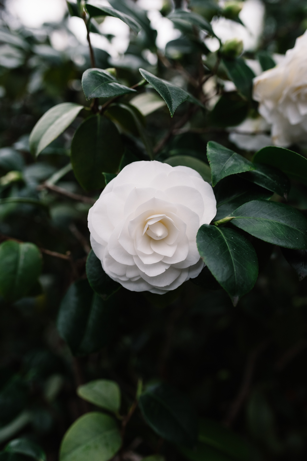 white flower at lincoln park conservatory engagement session